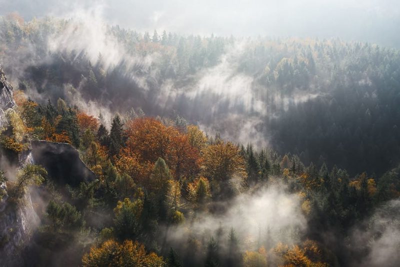 Reforestar en la biodiversidad es la clave
