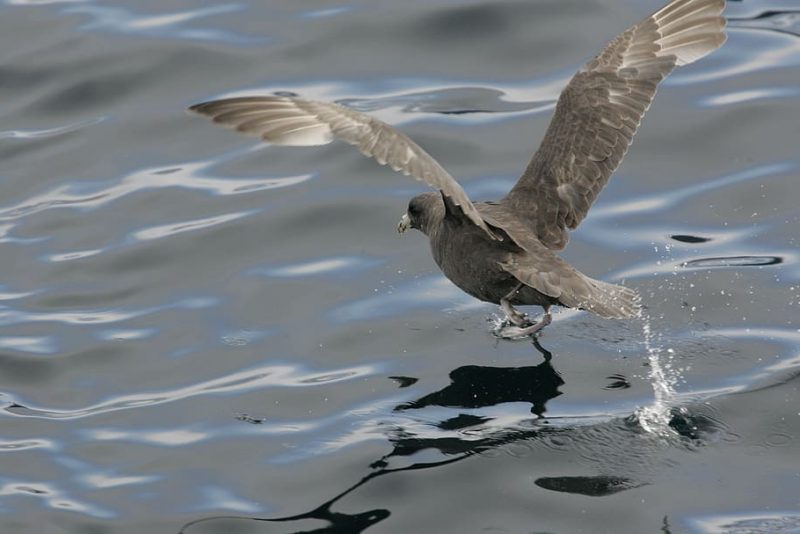 Microplásticos: nefastos para la microbiota intestinal