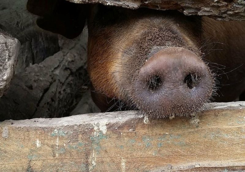 La UE tiene la oportunidad de poner coto a las macrogranjas