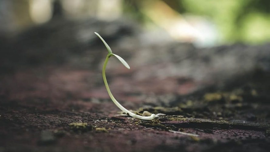 La importancia de la biodiversidad del suelo en la agricultura