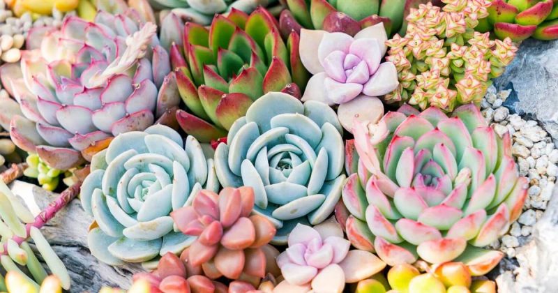 Perú: Nuevas plantas suculentas de Huancavelica y Ayacucho