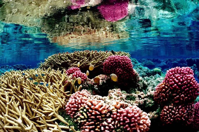 Día Mundial de los Arrecifes 2023