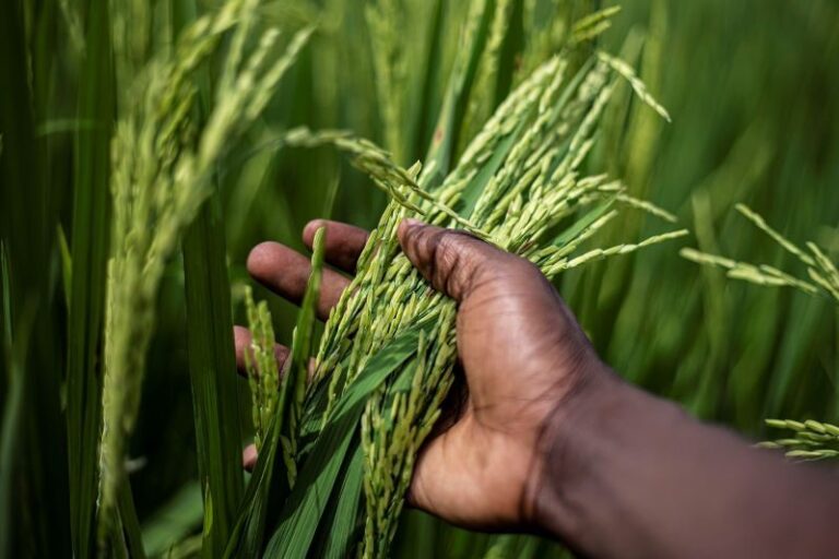 Día Internacional de la Sanidad Vegetal 2023