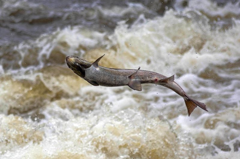 El cambio climático afecta a la migración de los salmones