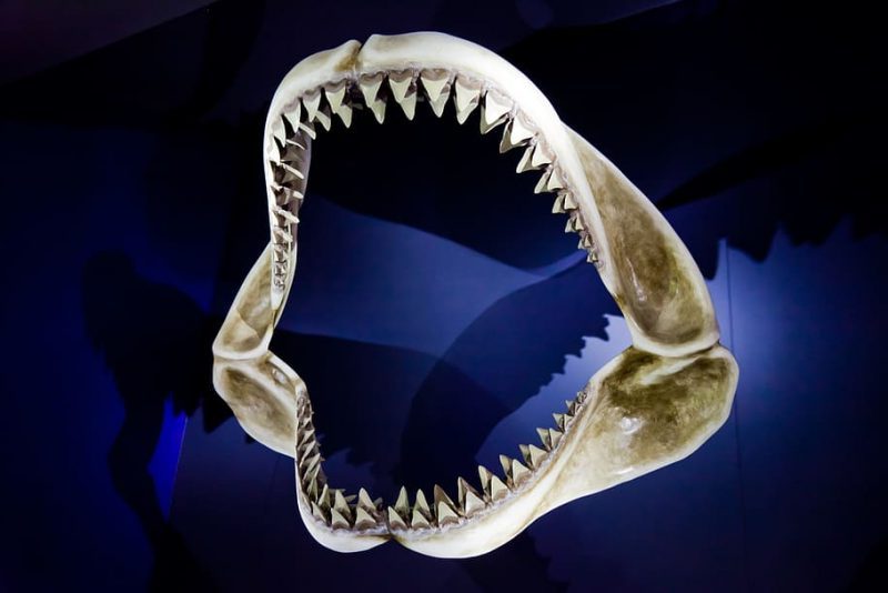 Tiburones: una evolución impulsada por el hábitat