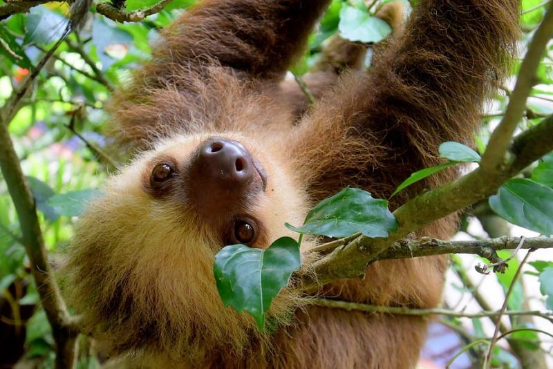 sloth costa rica puerto viejo rainforest e1685371157368