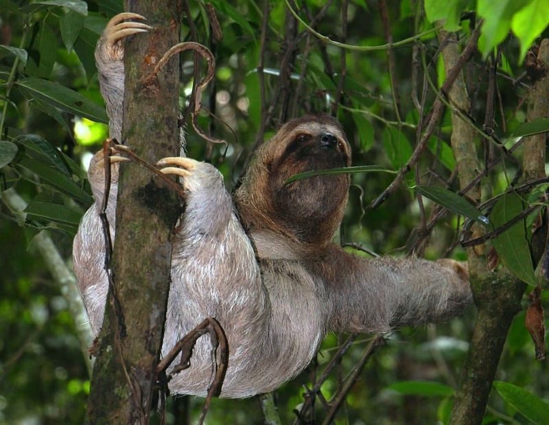 ¿Cómo se adaptan los perezosos al cambio climático?