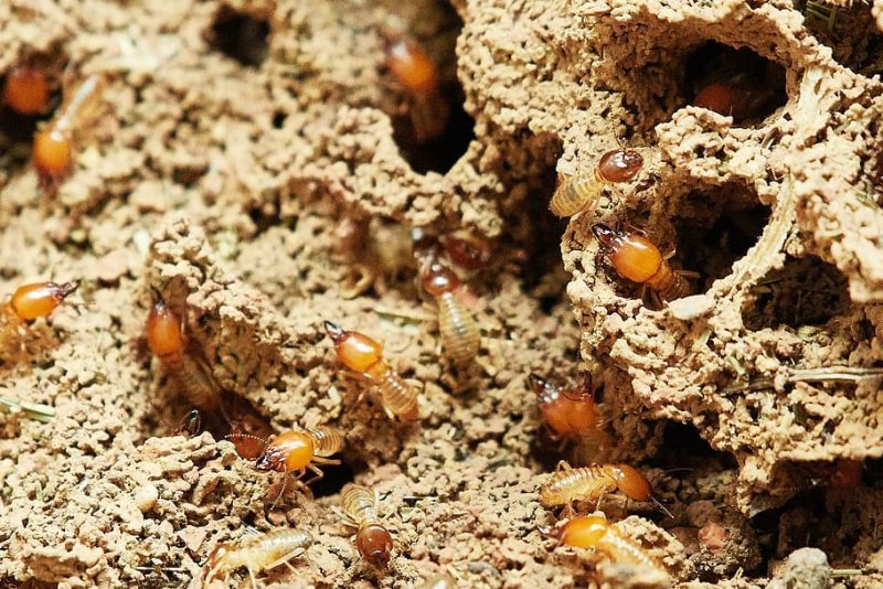 Termitas: maestros de los edificios sostenibles