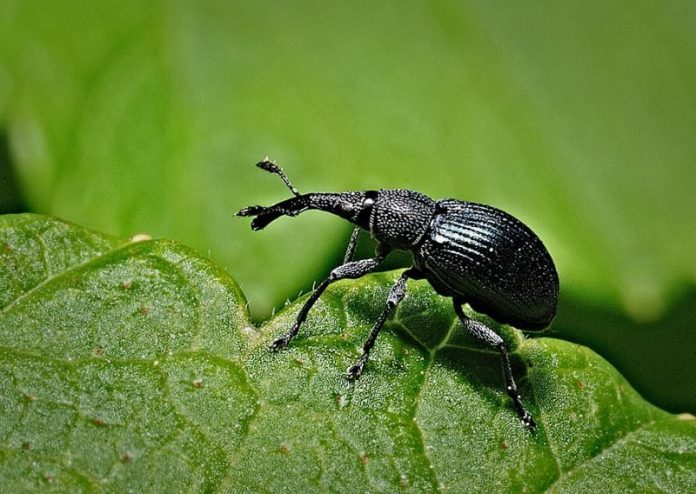 Los gorgojos: héroes anónimos de la polinización