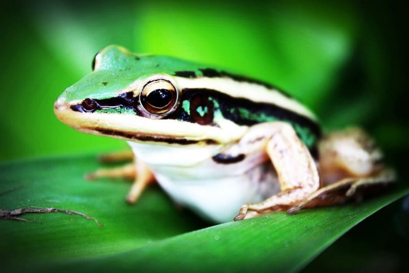 Combate declarado contra la pandemia que mata a los anfibios