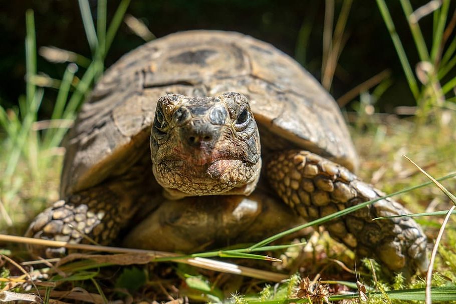 Día Mundial de la Tortuga 2023