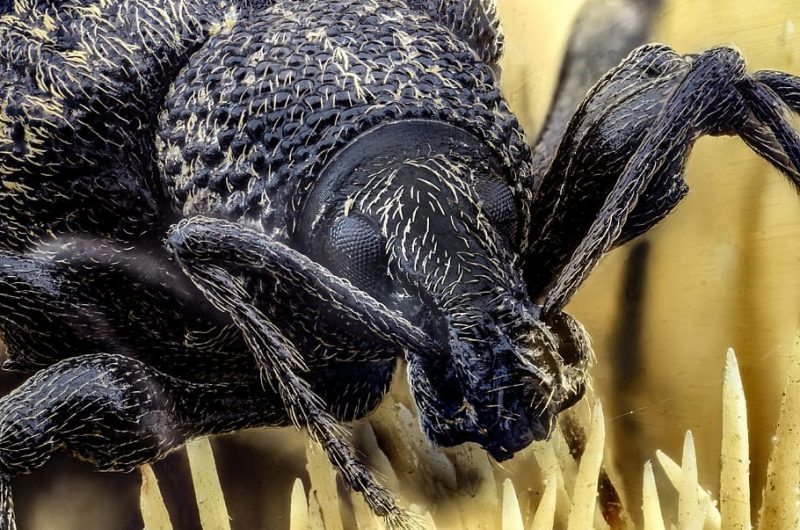 Los gorgojos: héroes anónimos de la polinización