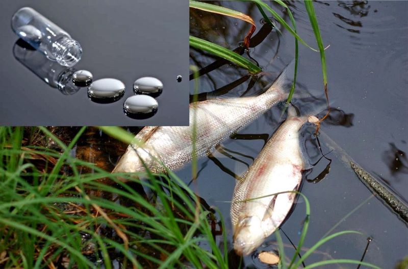 La omnipresencia del mercurio en Chile