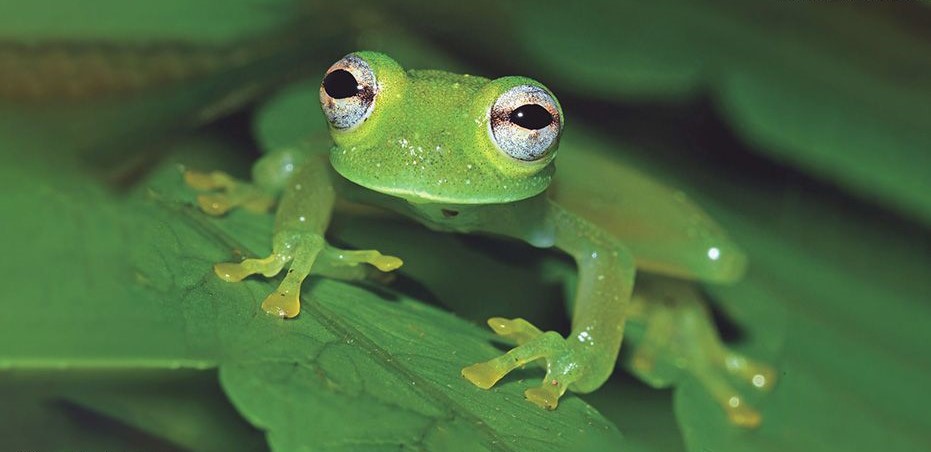 Perú: Nueva especie de rana de cristal en Huánuco