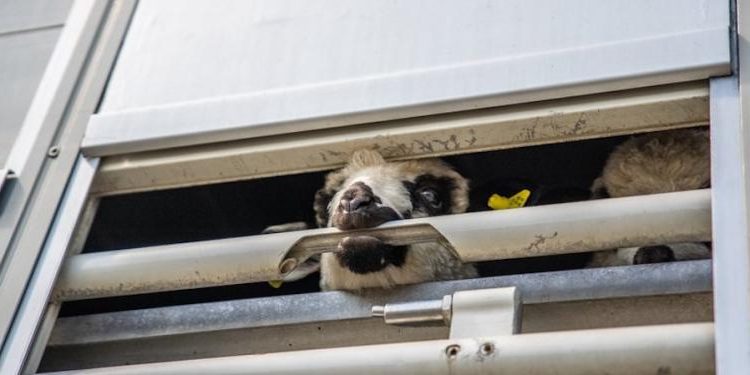 La horrible realidad del transporte de animales vivos
