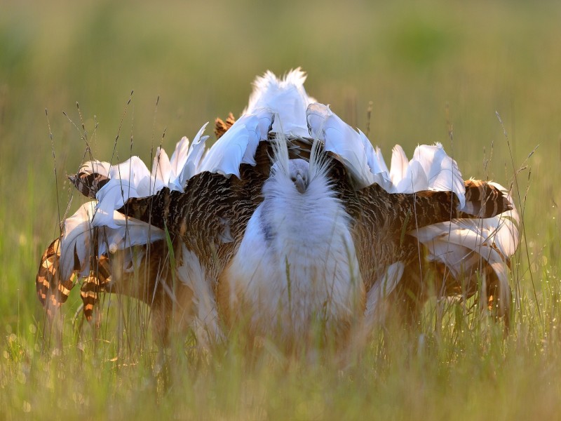 La sequía se lo pone difícil a muchas aves