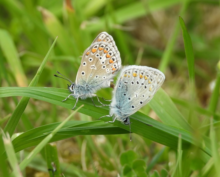 Conoce las mariposas de Santander