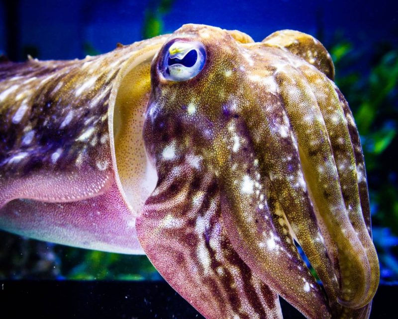 El arte de camuflarse de las sepias