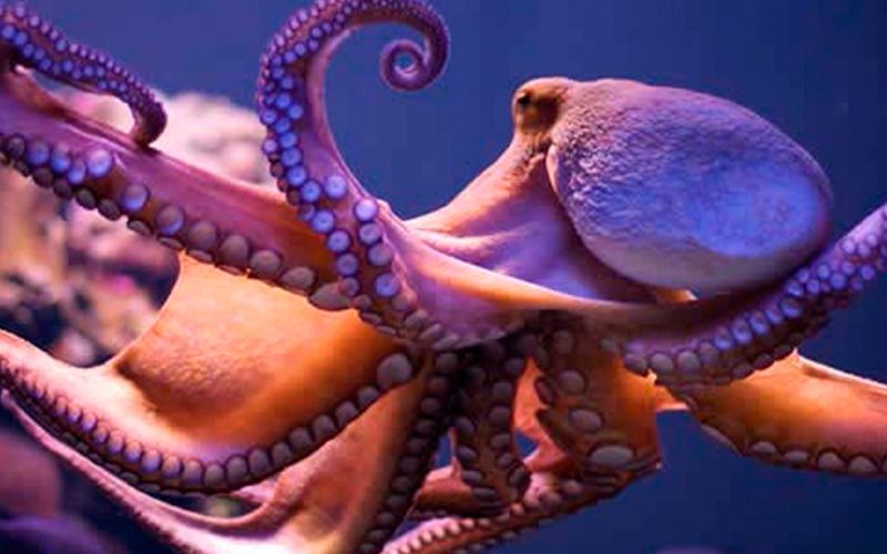 El sueño de los pulpos