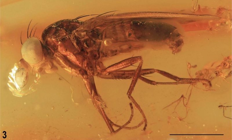Han descrito una especie de mosca extinta