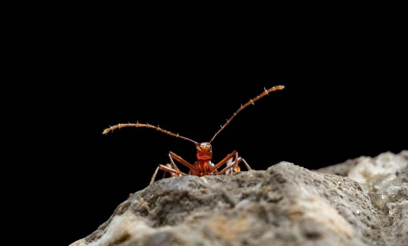 La adaptación de los escarabajos a las cuevas