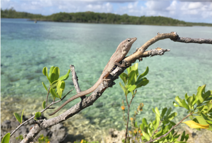 La ecología y la evolución se retroalimentan