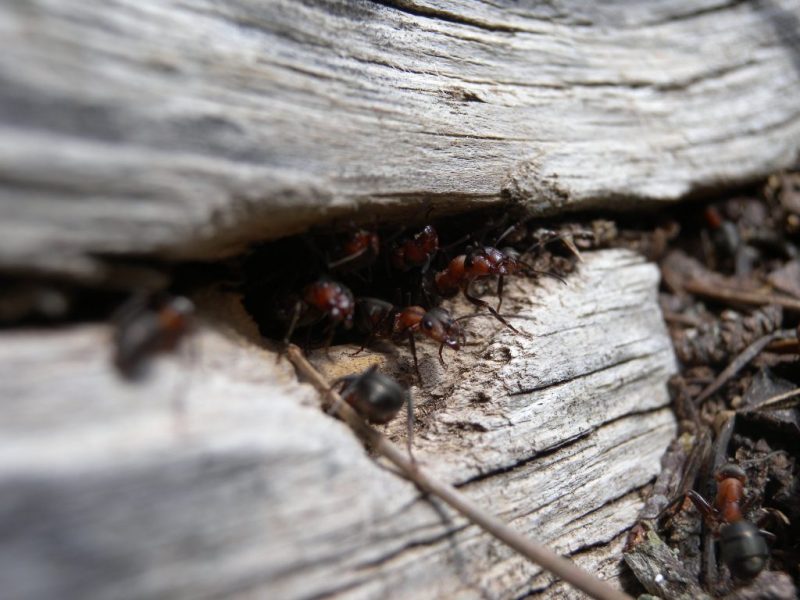 La madera muerta en el bosque es fuente de vida