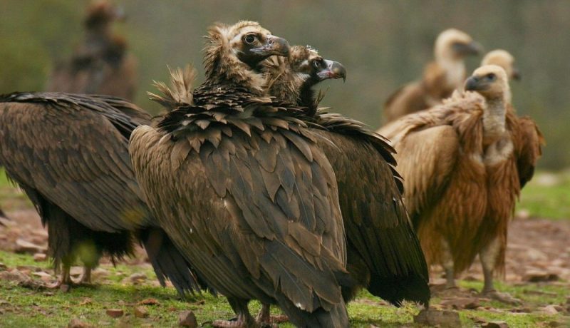La pérdida de la trashumancia en Argentina y los buitres