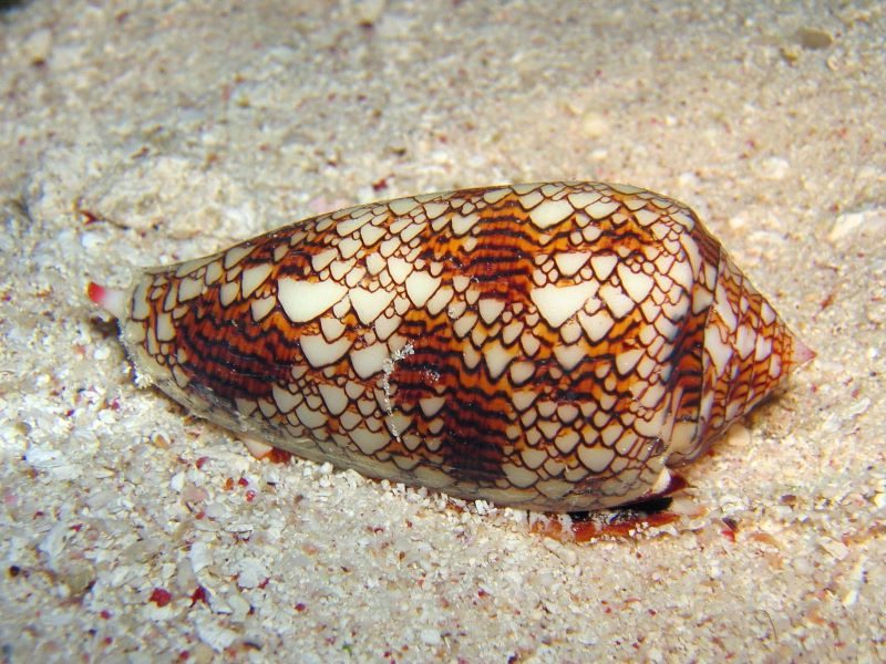 Aplicaciones terapéuticas del letal veneno de los caracoles cono