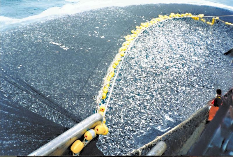 ¿Qué es la sobrepesca?