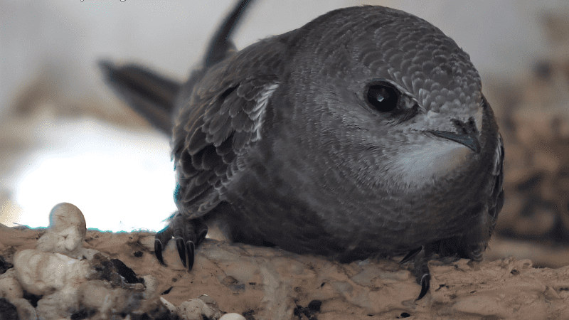 SEO/BirdLife reclama proteger los nidos de vencejos