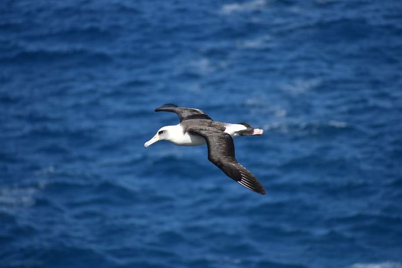Día Mundial del Albatros 2023