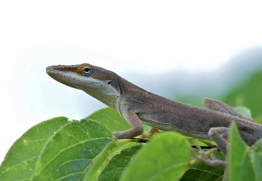 ¿Cómo la evolución afecta el medio ambiente? CRÉDITO