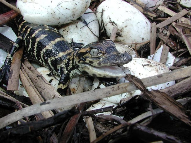 Revelada la incógnita: ¿qué fue primero el reptil o el huevo?