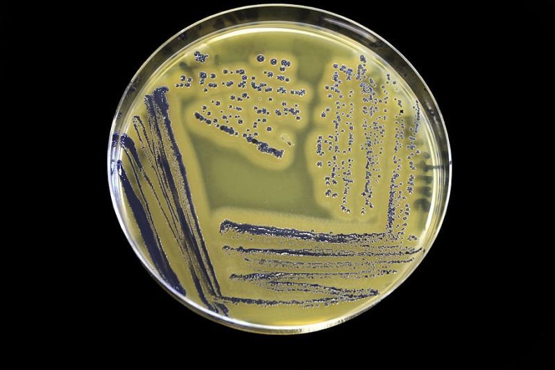 Día Mundial del Microbioma 2023