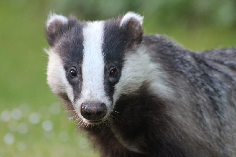 ¿Cuáles son los Reinos de los seres vivos?