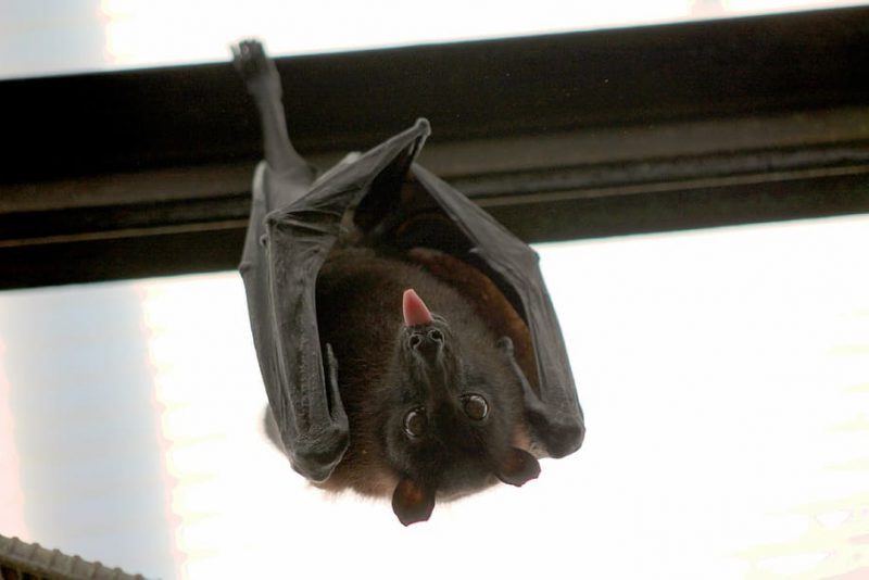 Dejemos en paz a los murciélagos y habrá menos pandemias