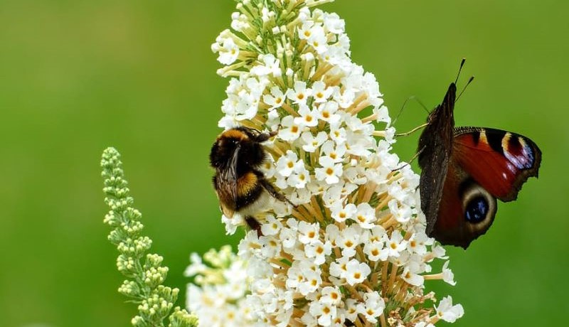 Análisis global sobre los polinizadores en las ciudades