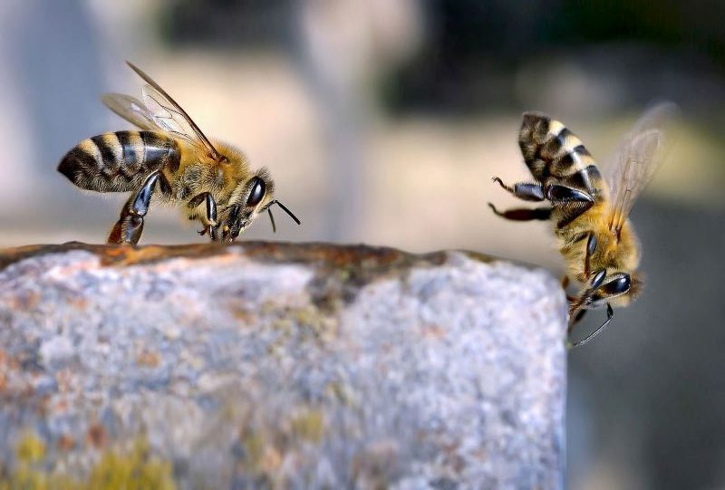 Los factores humanos afectan la comunicación de las abejas