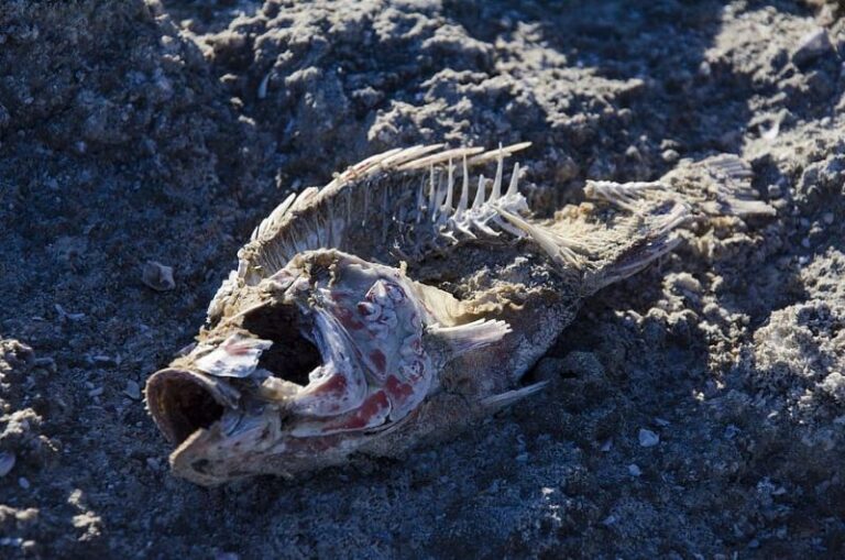 WWF: prevenir la sequía en España ¿o qué?