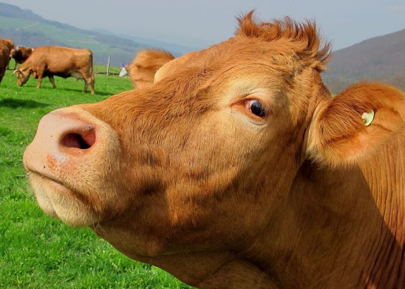 ¿Mejora el bienestar animal en UE?