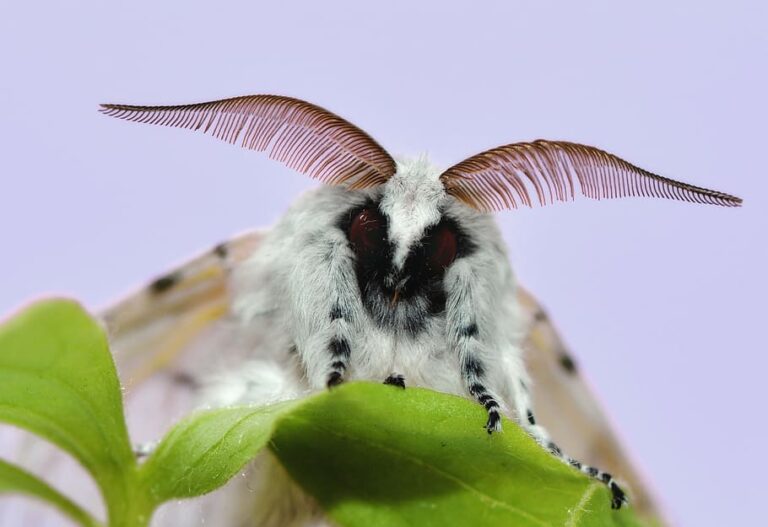 ¿Cómo rastrean los insectos los olores?
