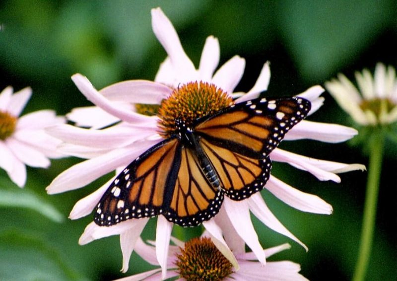 Las manchas blancas de las monarcas les ayudan en la migración