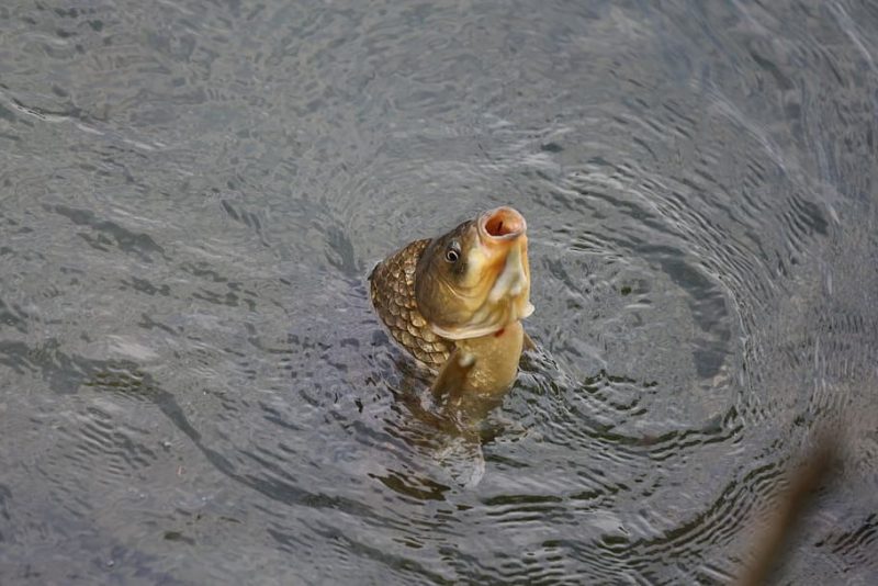 Europa estudiará el bienestar de los peces de cultivo