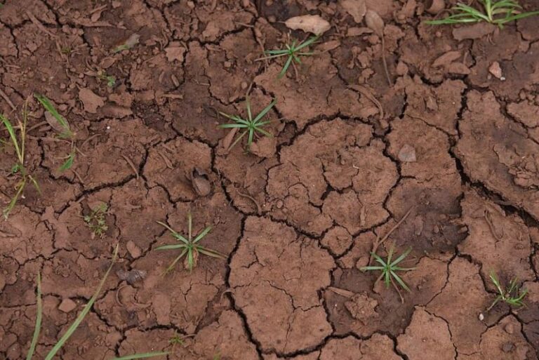 El calentamiento global podría colapsar los ecosistemas