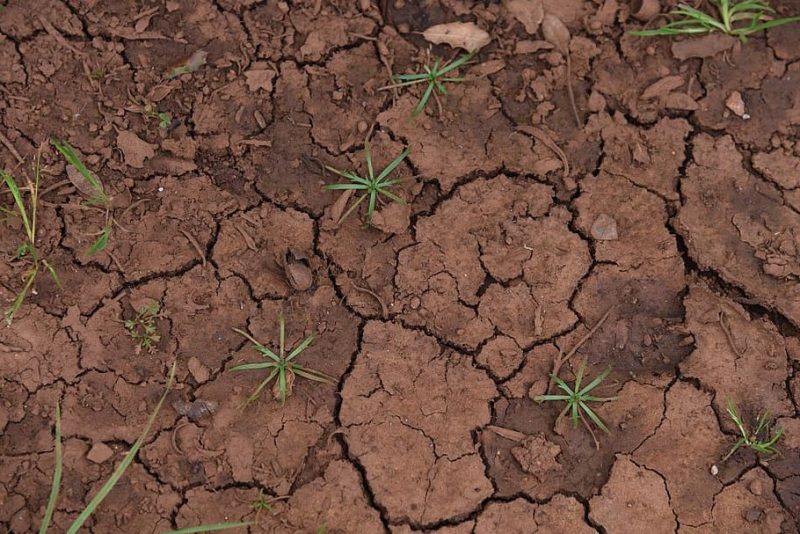 El calentamiento global podría colapsar los ecosistemas