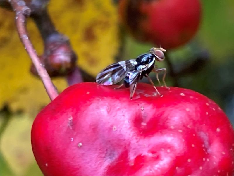 Cambio climático: podría producir un caos ente los insectos