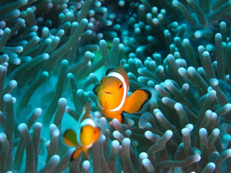 Presidencia Española de la UE y las 3 prioridades para el océano