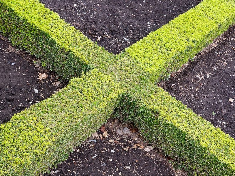 Ley de la Naturaleza: lo que los votantes europeos deben saber