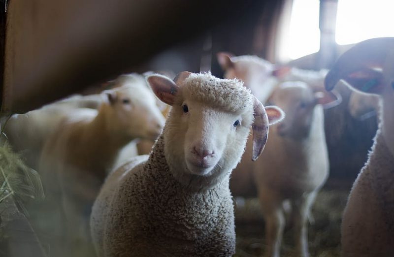El MAPA creará una mesa de coordinación de bienestar animal